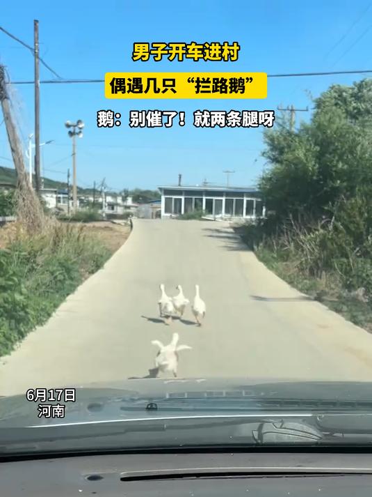 男子开车进村,偶遇几只“拦路鹅”,鹅:别催了!就两条腿呀