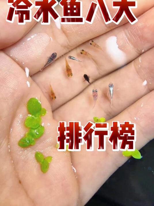 冷水鱼八大排行榜