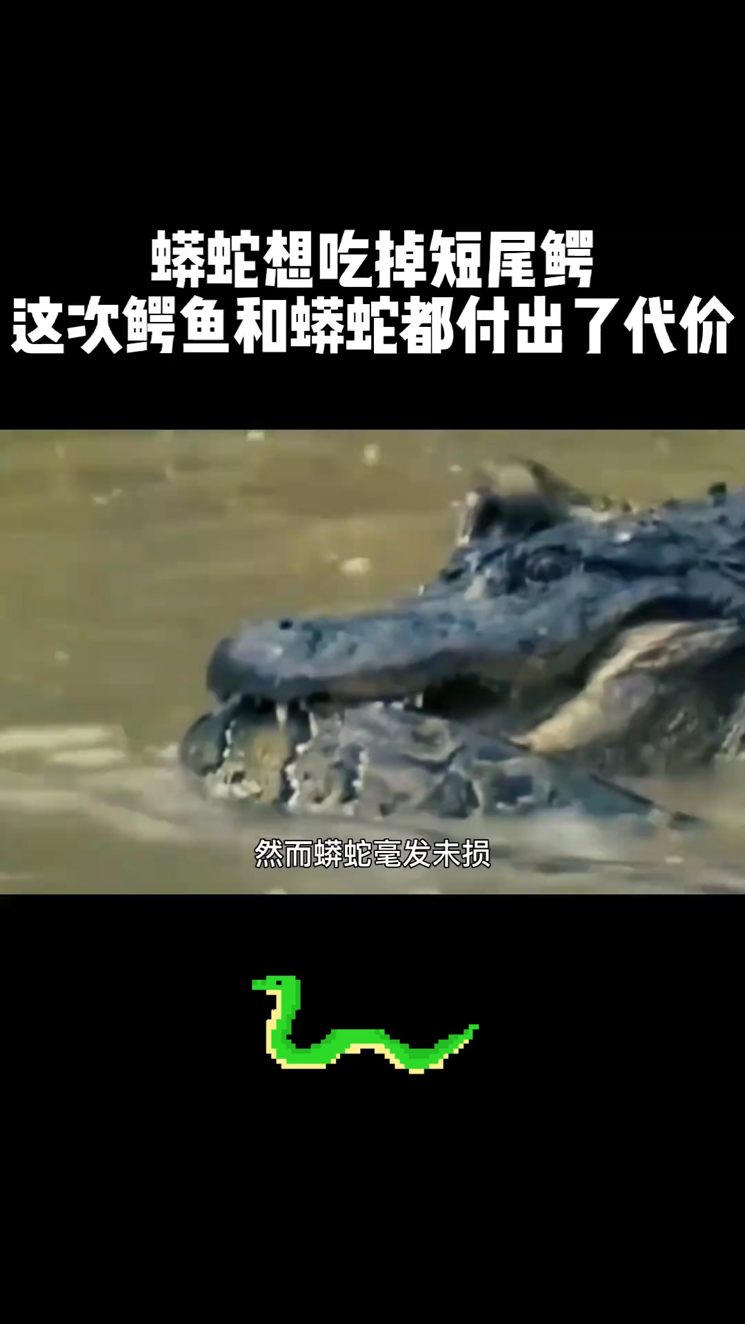 鳄鱼大战蟒蛇,双方都付出了惨重的代价。