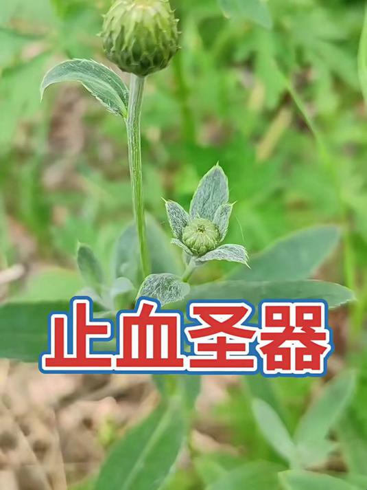 小蓟 每天分享野生花草