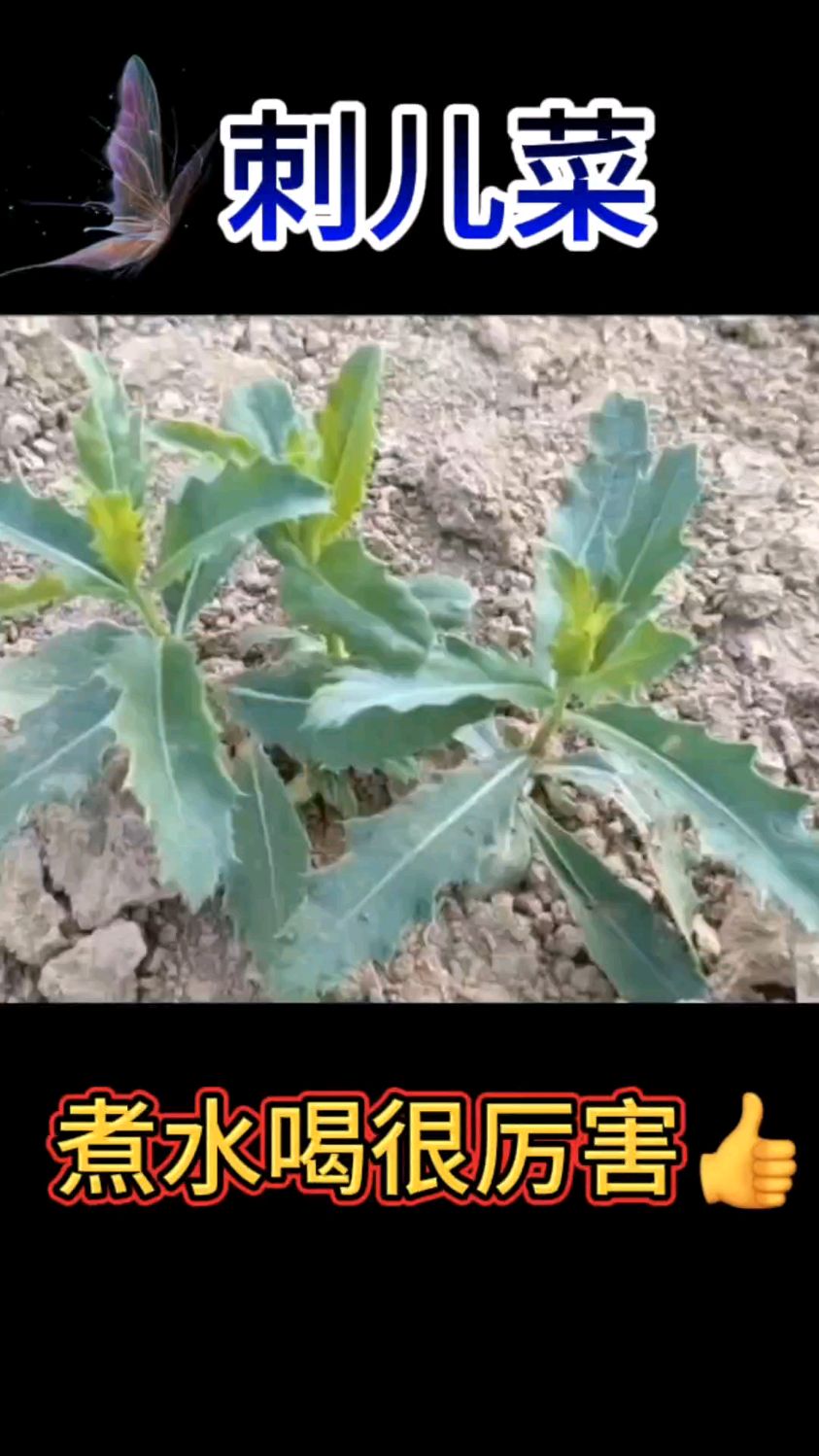 刺儿菜煮水喝