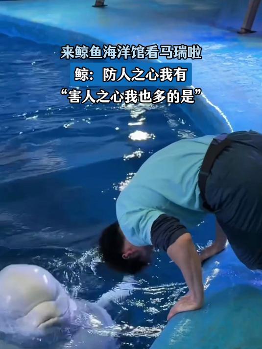 来鲸鱼海洋馆看马瑞啦,鲸:防人之心我有,害人之心我也多的是