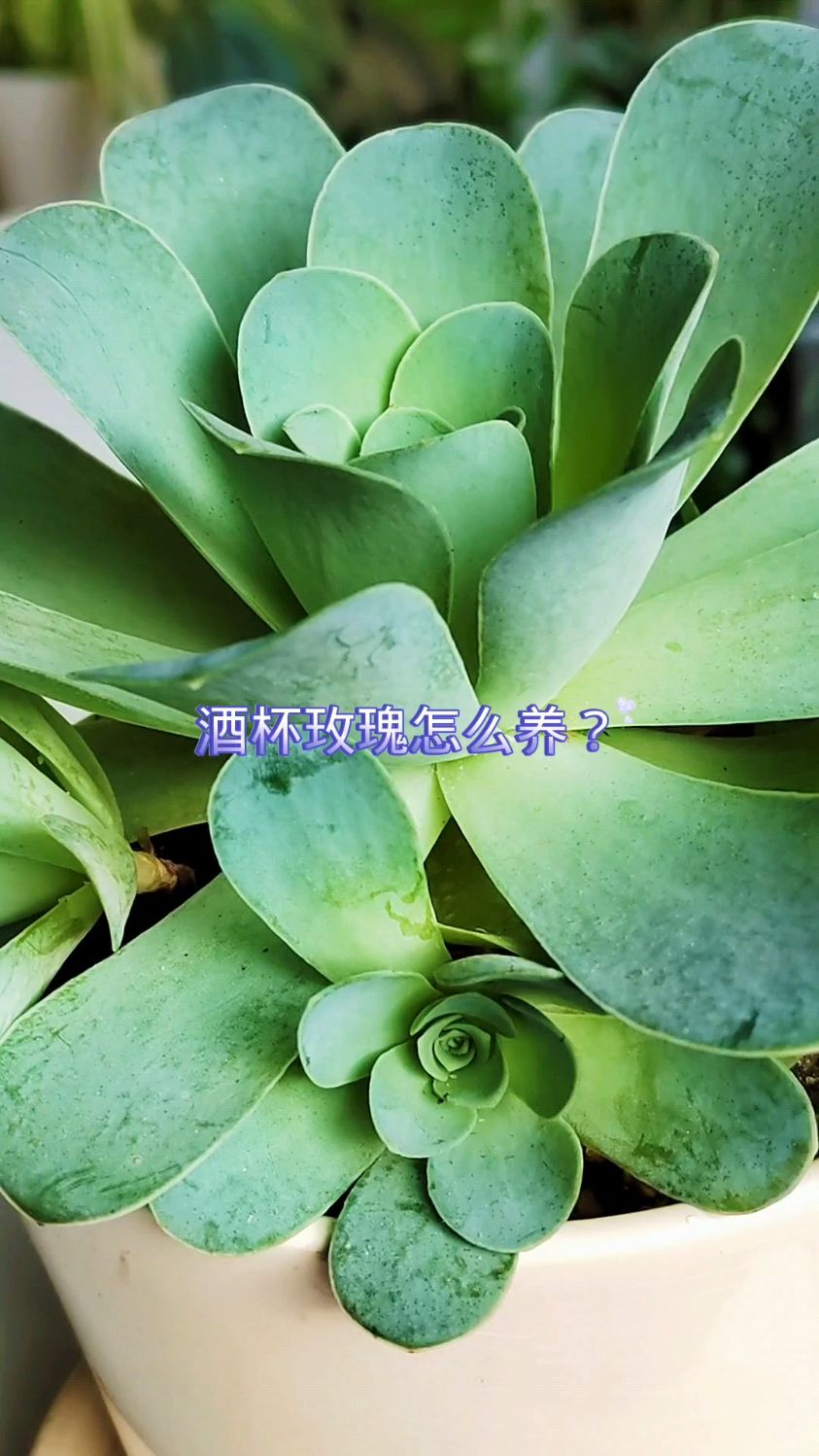 酒杯玫瑰怎么养状态更好?