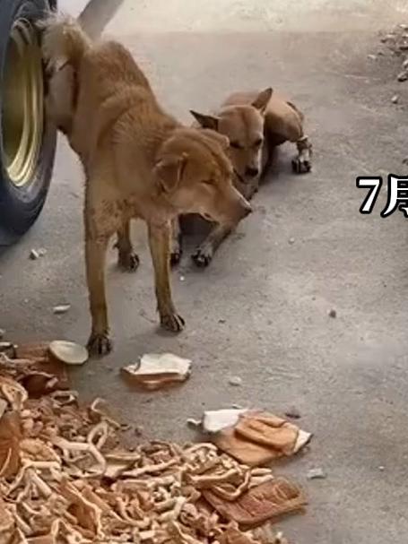 面包厂的工人允许狗狗进来吃面包,狗狗们都实现了面包自由