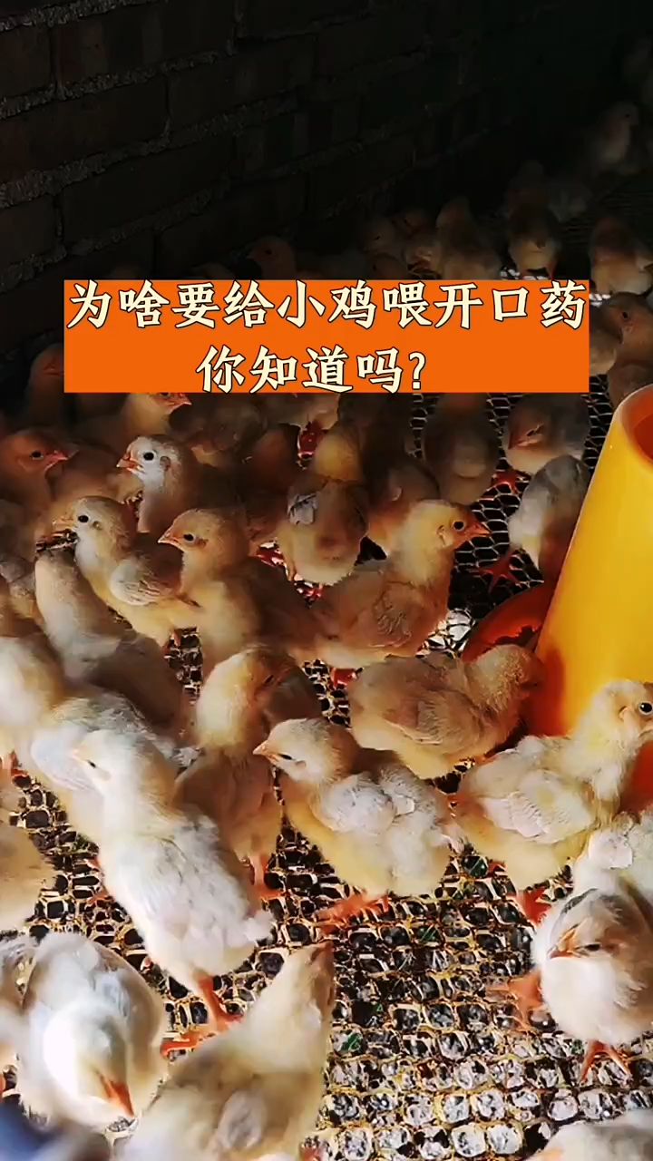 为啥要给小鸡喂开口药,你知道吗