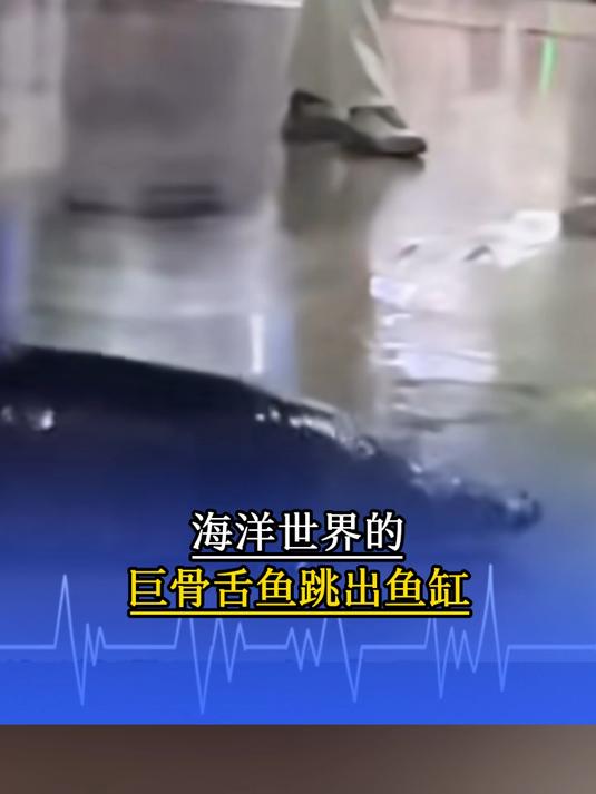海洋世界的巨骨舌鱼跳出鱼缸,海洋世界回应:已设置网罩预防