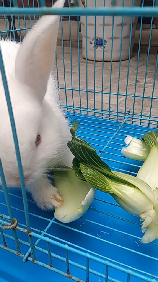 家里养的小兔子在吃青菜