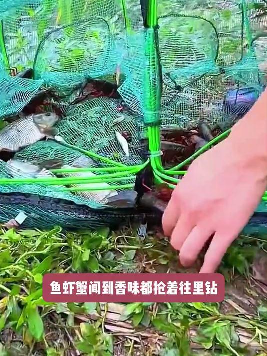义乌“自动抓鱼地笼”火了,自动诱鱼,1窝上百条,鱼虾吃不完