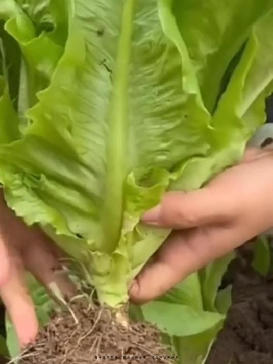 四季生菜种子:阳台盆栽必备,轻松种出新鲜菜