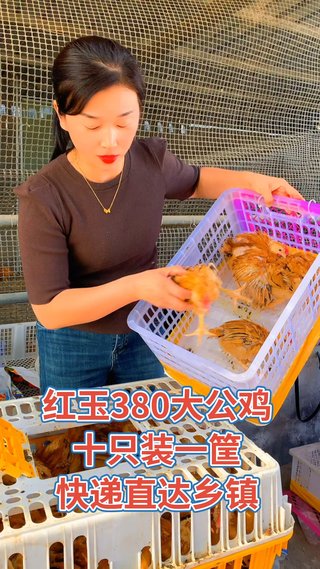 红玉380,大公鸡,能涨到13-15斤