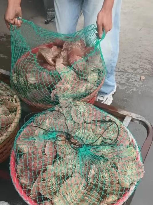 鲜活的琵琶虾