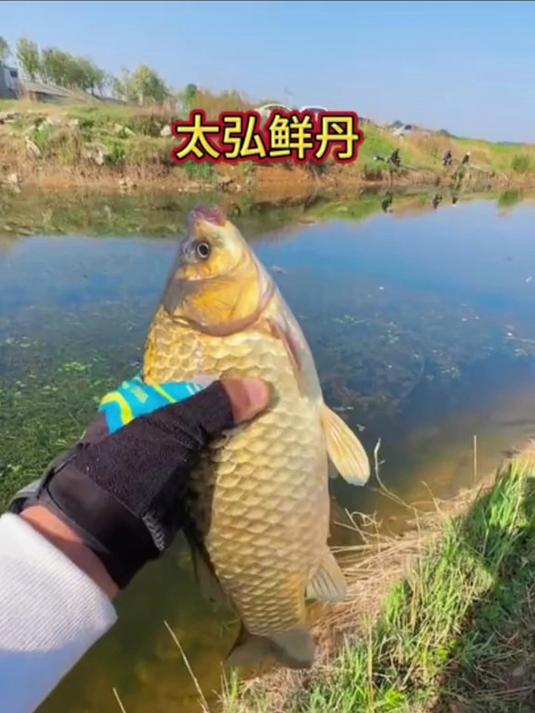 小满钓 “顺水鱼”！鲜丹附钩抗水流，走水也能守大物