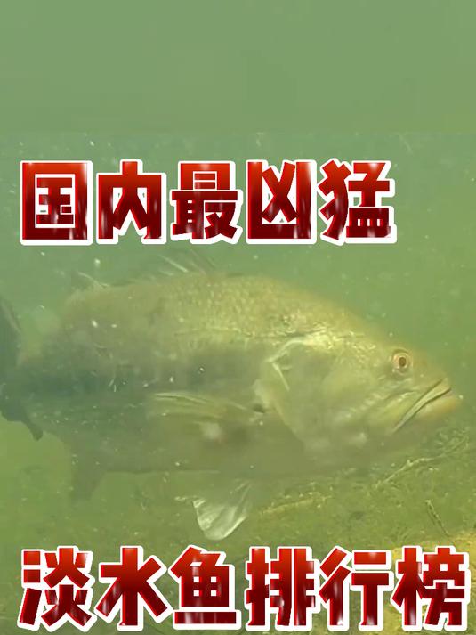 国内最凶猛淡水鱼排行榜