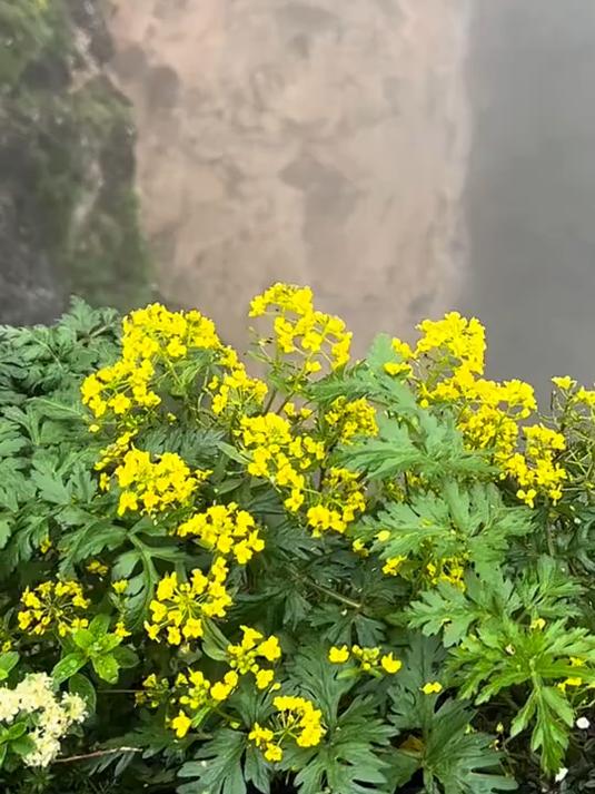 长在悬崖上的稀有珍贵本草鸡爪黄连，难得遇见开花的时刻太美丽