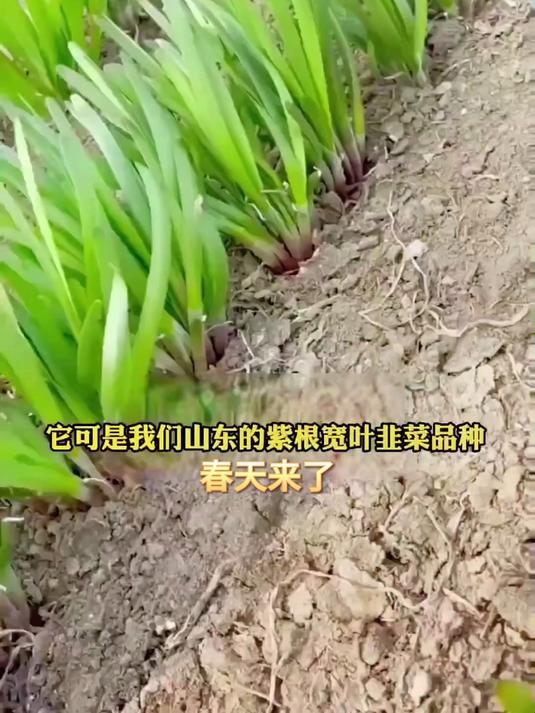 红根韭菜根,老种子拒绝转基因,蒸麦饭浇油泼辣子香破窗