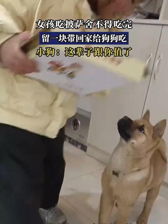 女孩吃披萨舍不得吃完,留一块带回家给狗狗吃