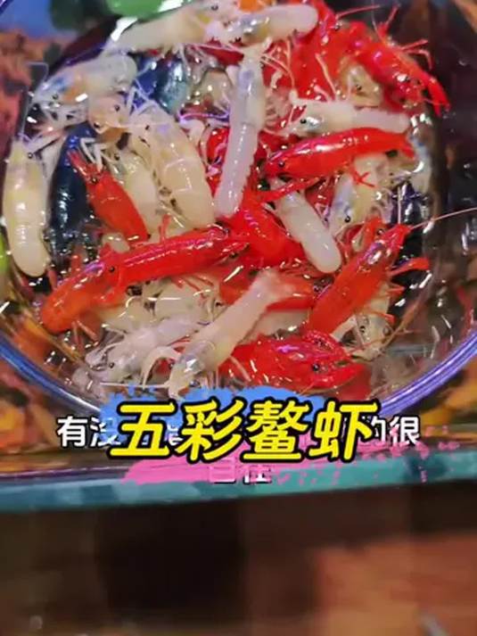 五彩鳌虾不普通!鱼缸新贵,清理鱼缸超厉害