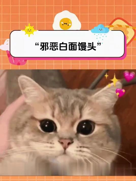 小猫把主人吓得尖叫，结果主人越害怕它越来劲！