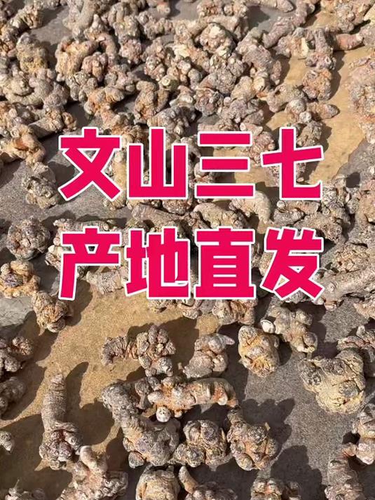 三七煲汤泡酒#三七泡酒##三七煲汤##健康生活##煲汤秘籍##滋补佳品##三七佳品##药膳