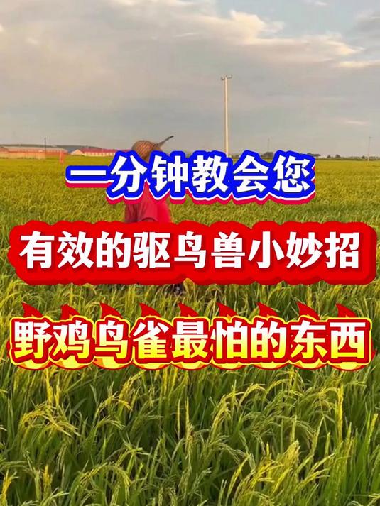 一分钟教您有效驱鸟兽小妙招野鸡野兔鸟雀都害怕