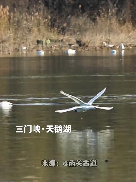 见过真正的“比翼双飞”吗?三门峡天鹅湖出现“比翼双飞”
