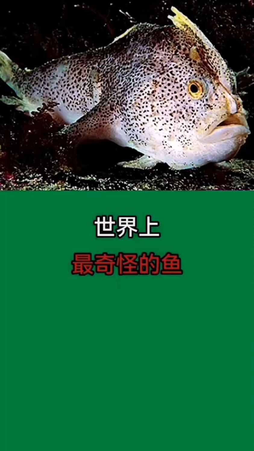 【世界上,最奇怪的鱼】