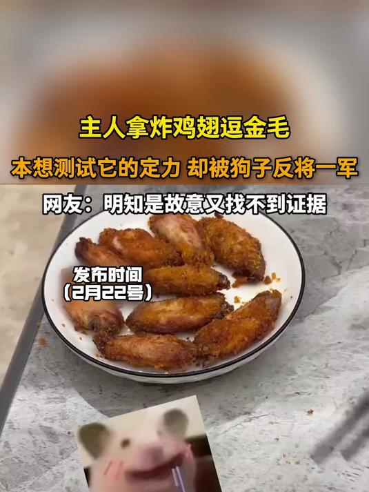 主人拿炸鸡翅逗狗,本想测试它的定力,结果被狗子反将一军