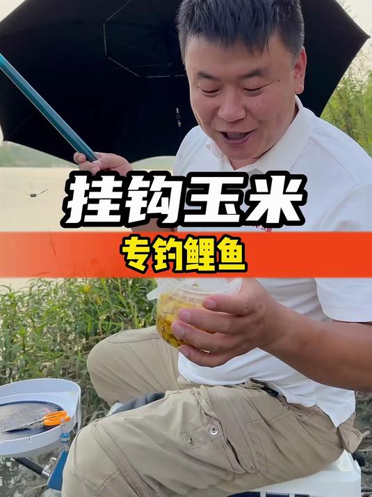 挂钩玉米，专钓鲤鱼