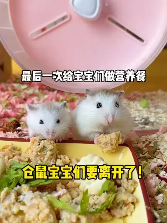 最后一次给宝宝们做营养餐啦！你们说我选哪只宝宝留下呢？