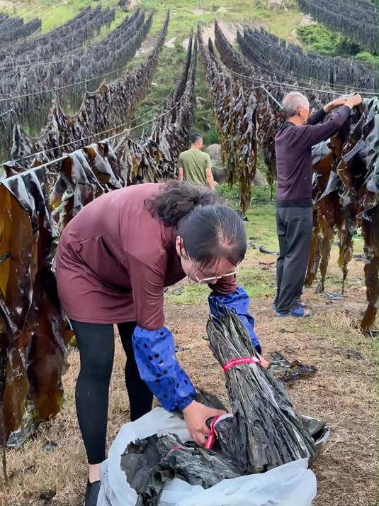 日晒海带干货 肉质紧实无沙免洗厨房常备食材