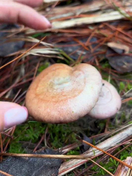 菌子大全 爱捡菌子的小伙伴集合了