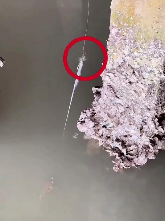 会打水泡的鱼你们见过吗,它就是被称为鱼中神枪手的涉水鱼