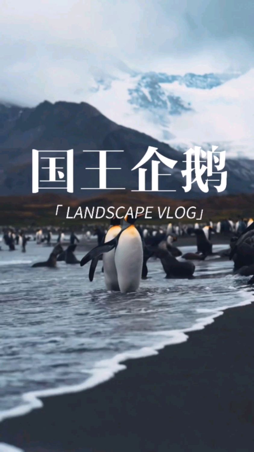你能分得清 帝企鹅和王企鹅吗?