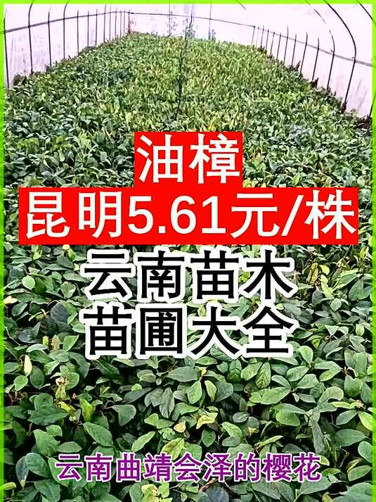 油樟云南昆明市宜良县5.61元株