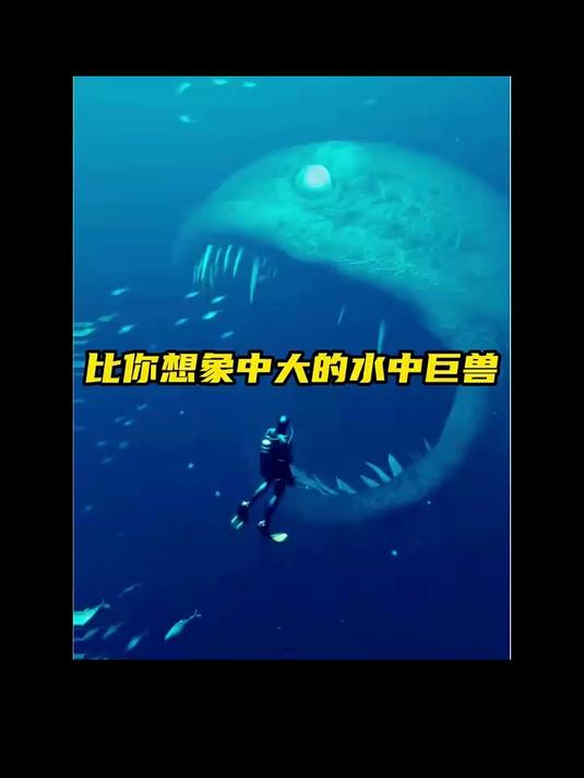 这些海洋巨兽比你想象中大得多,苍龙打得过巨齿鲨吗?