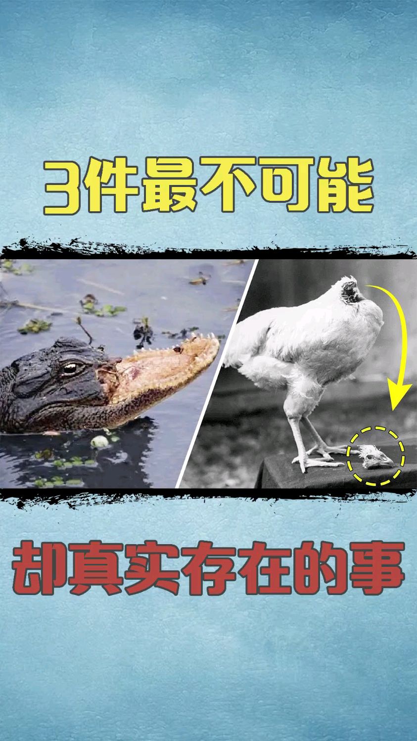 3件最不可能却真实存在的事,鸡没了头还能活18个月?