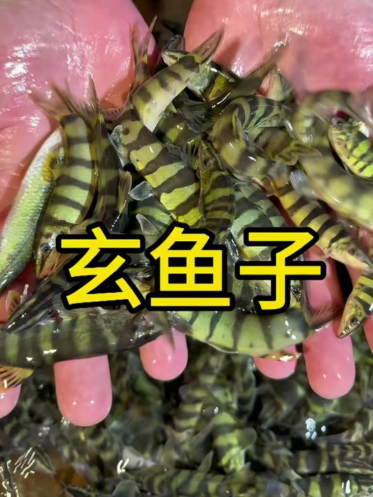 这个鱼你们是叫玄鱼子还是川金妹还是龙丁呢