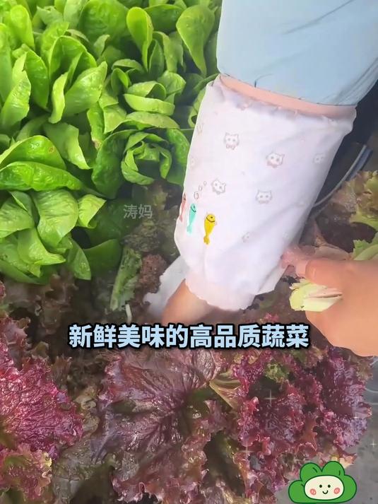 紫叶生菜种子登场,简单几步,收获满满紫红色惊喜