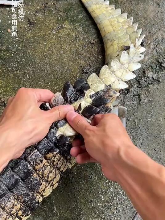 鳄膜你吃过吗?人工养殖可食用,请勿模仿