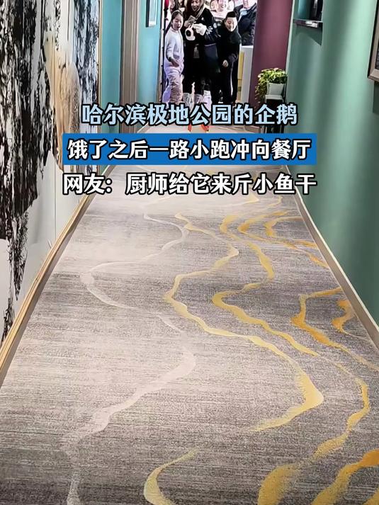哈尔滨极地公园企鹅,饿了之后一路小跑冲向餐厅,给它来斤小鱼干