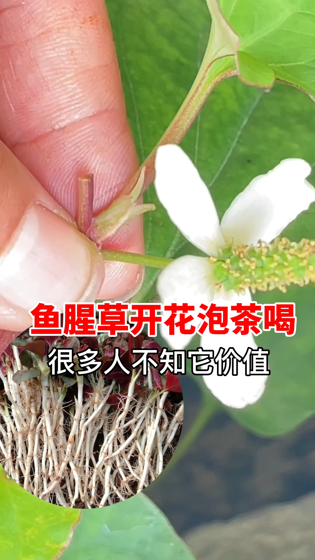 北方人也爱种鱼腥草,却常常采集折耳根的花晒干泡水喝,原来还有这么多价值!你可认识