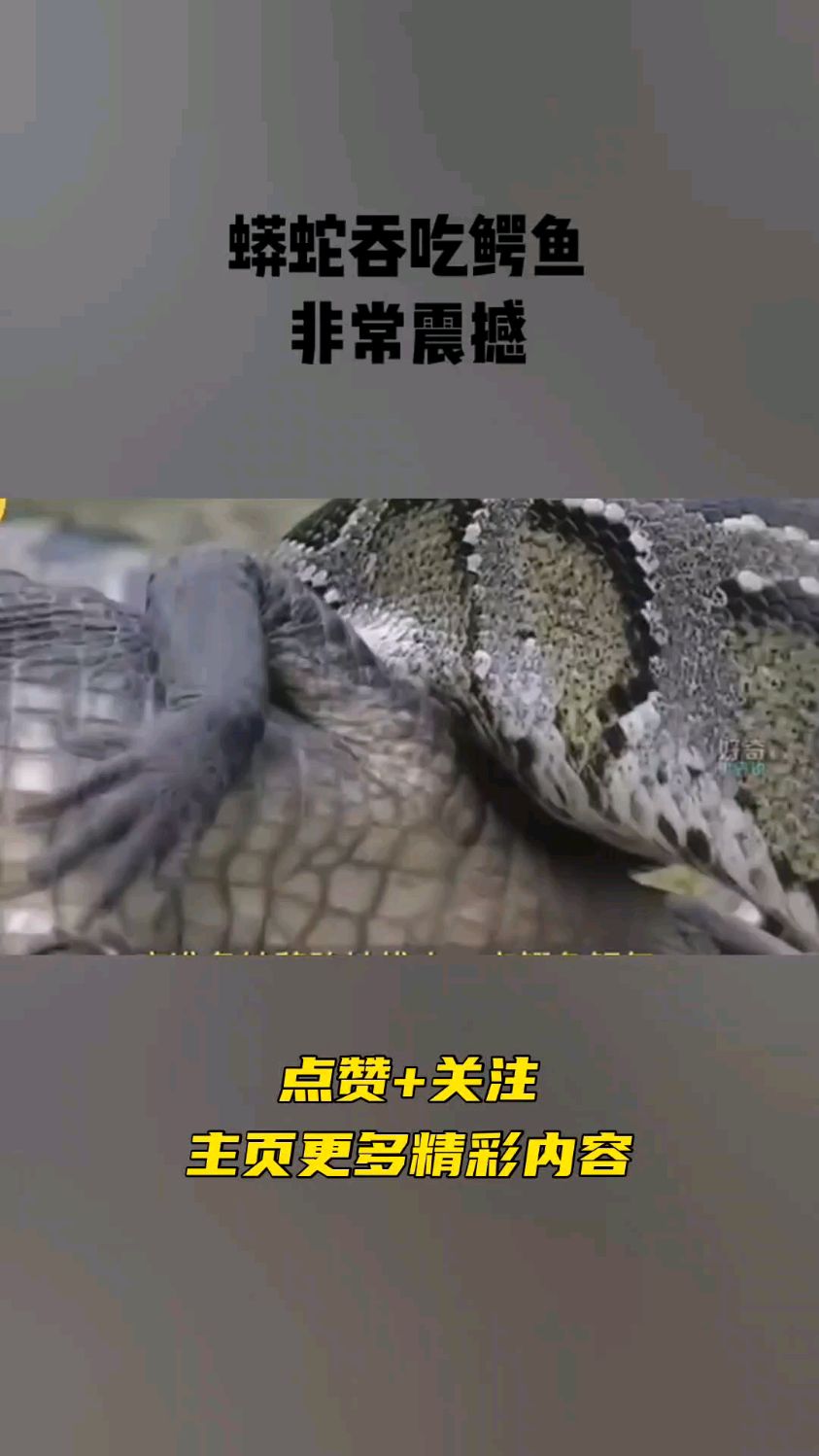 蟒蛇吞吃鳄鱼,非常震撼