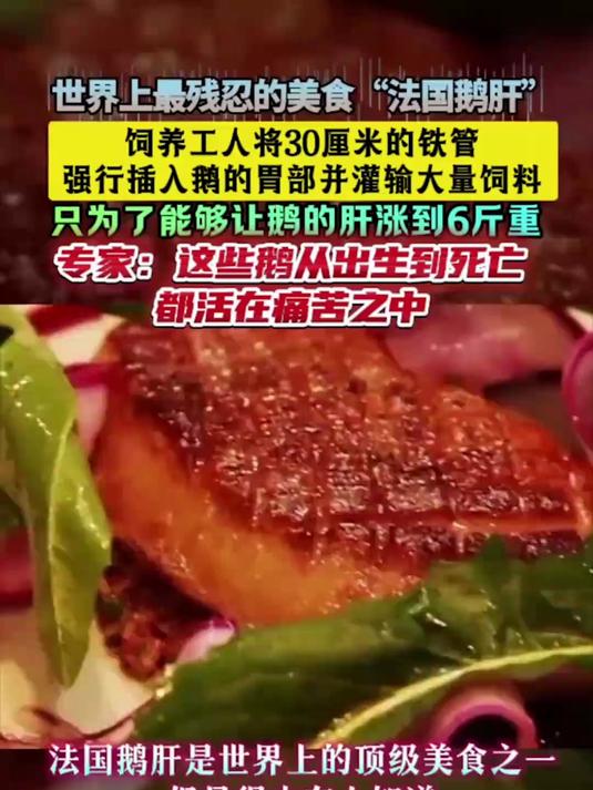 “法国鹅肝”被称为世界上最残忍美食的！你吃过吗？