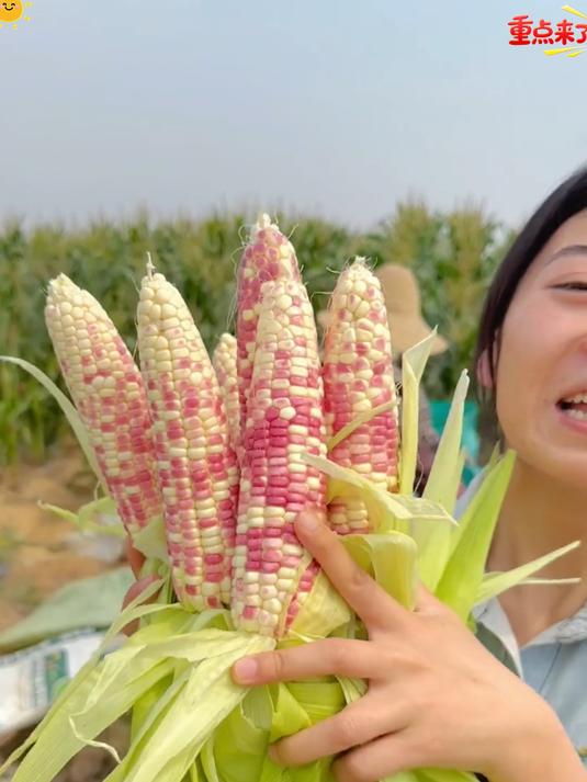 小花糯玉米即食非转基因