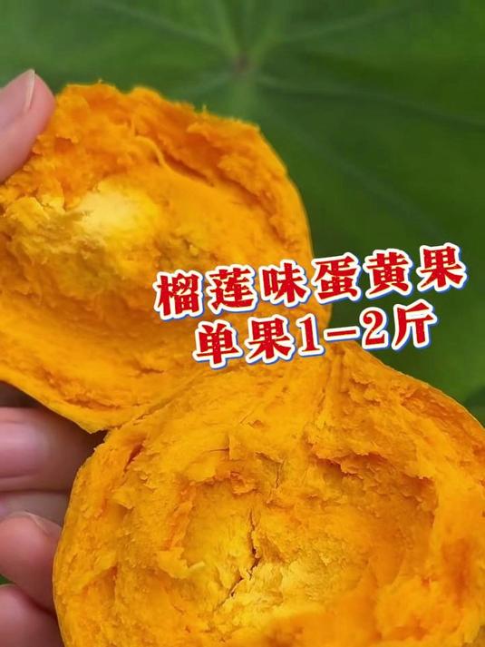 没吃过可以尝尝,口感香甜软糯,营养丰富#蛋黄果 #蛋黄果树苗 #果树苗 #鸡蛋果 #鸡蛋果