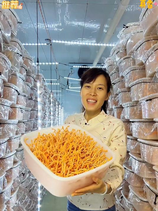 精选优质虫草花,肉质厚实无碎渣,炖鸡汤煮菌汤,鲜醇超好喝
