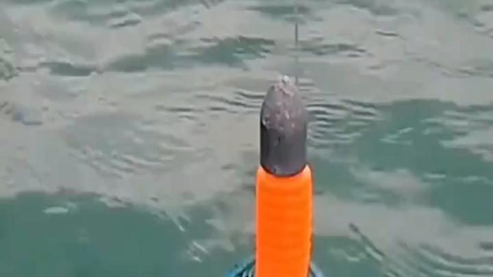你见过这种罕见的蓝色海洋鱼类吗?