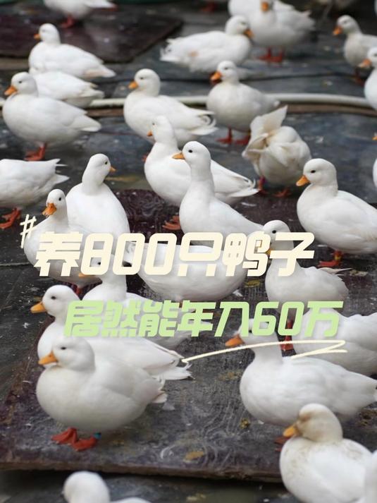 养800只鸭子居然能年入60W，今天就带大家去看看怎么回事