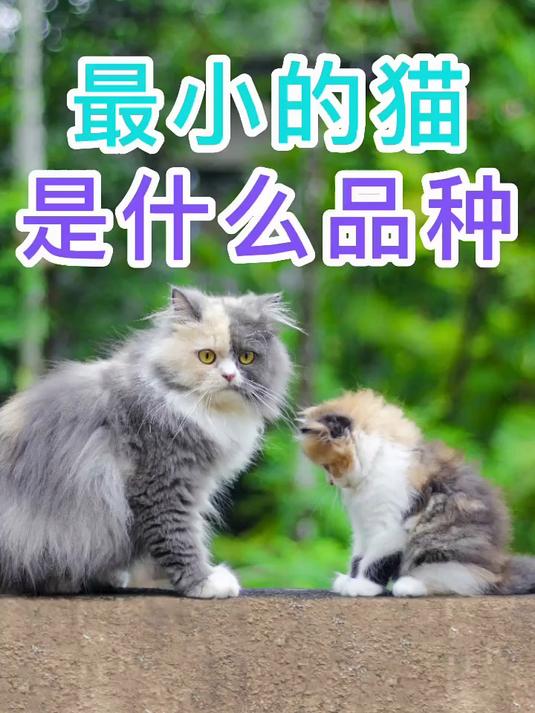 最小的猫是什么品种