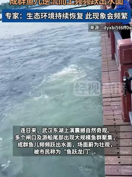 武汉东湖上演震撼自然奇观 成群鱼儿频频跃出水面，场面蔚为壮观